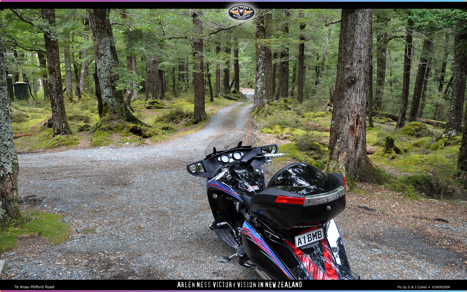 Nessie in beech forest
