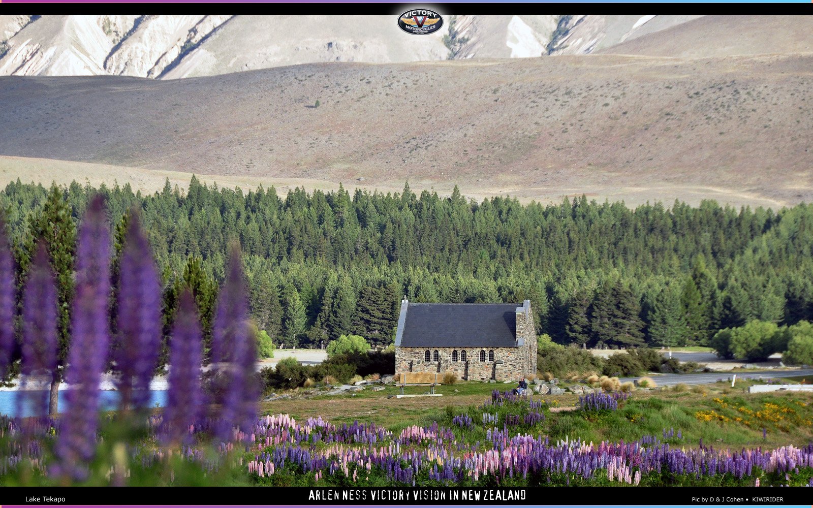 Lupins at Lake Tekapo