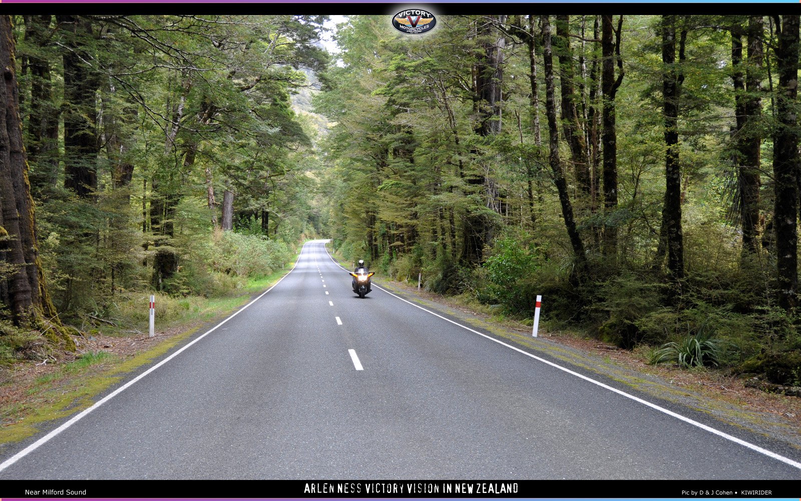 Beech forests on SH94