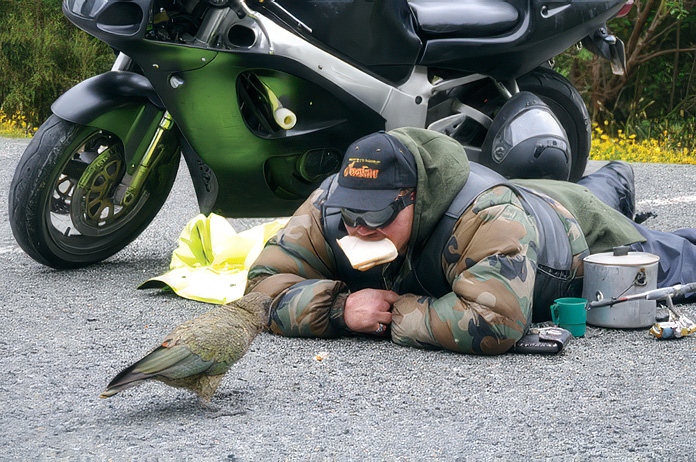 Darren and the Kea